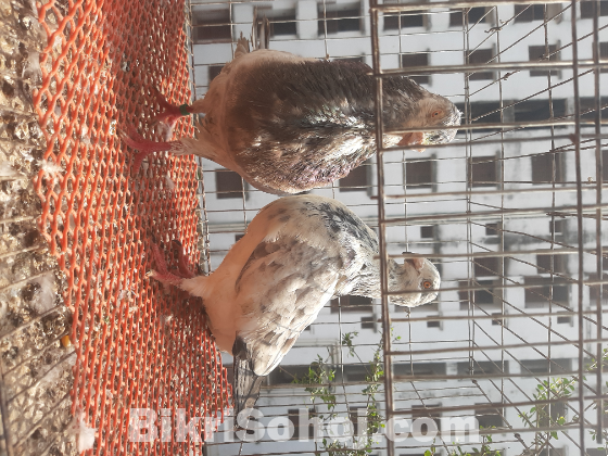 স্প্যানিশ জি এন এস পটার মাস্টার পেয়ার